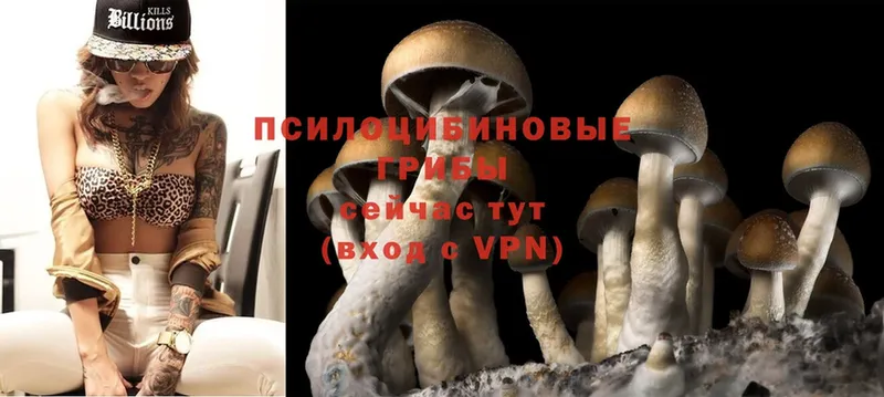 Галлюциногенные грибы Psilocybine cubensis  Белая Калитва 